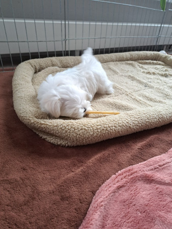  13-9-25 13.41 uur Giovanni 